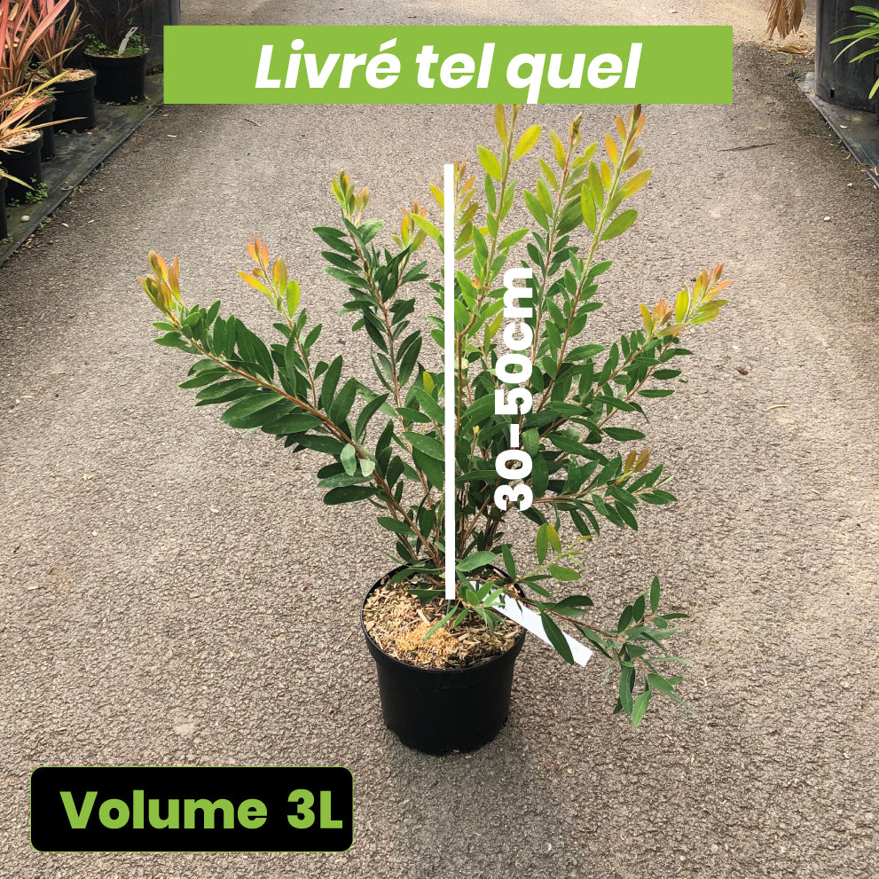 Callistemon Laevis - Volume 3L / 30-50cm
