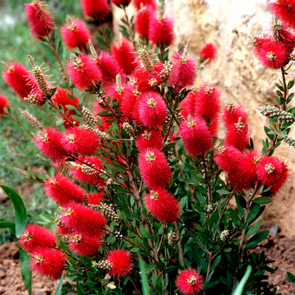 Callistemon Citrinus "Splendens" - Volume 3L / 30-40cm