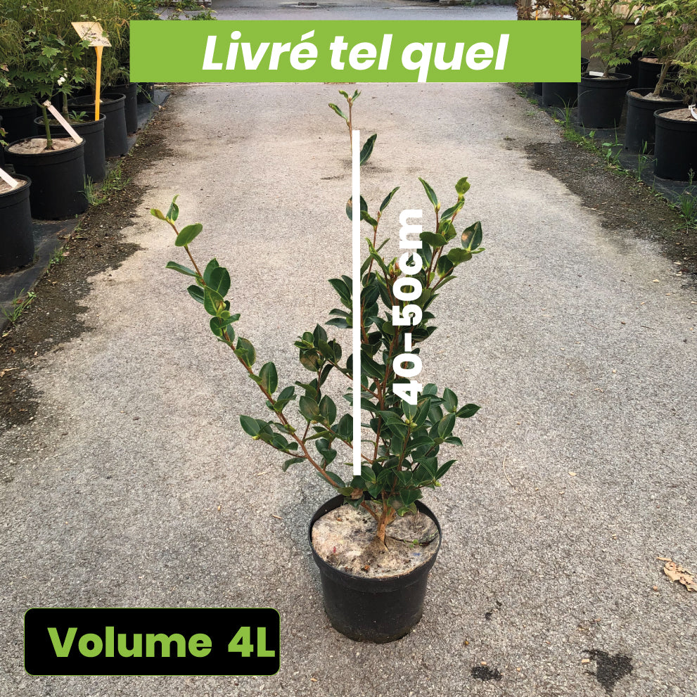Camellia Sasanqua Narumigata - Camelia d'Automne - Volume 4L / 40-50cm