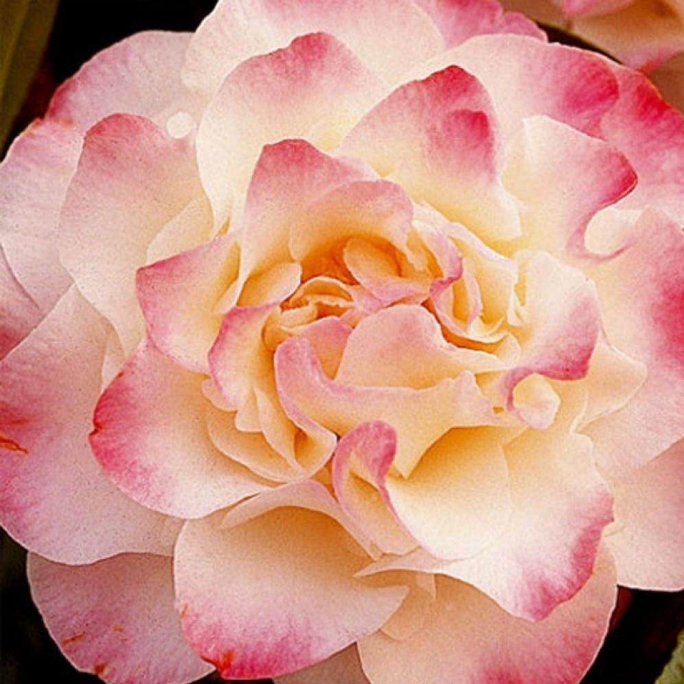 Camellia Japonica Nuccio's Jewel - Camélia classique - Volume 3L / 30-40cm