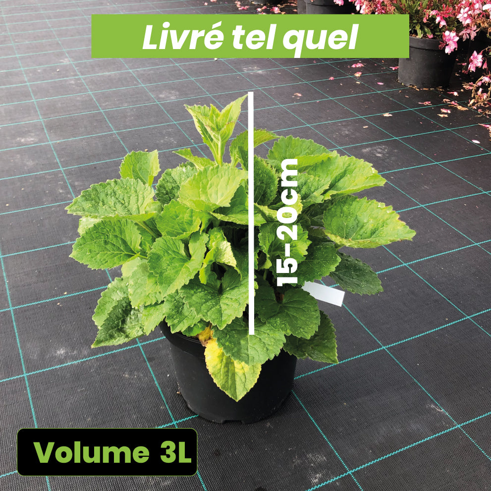 Campanula sarastro - Volume 3L / 15-20cm