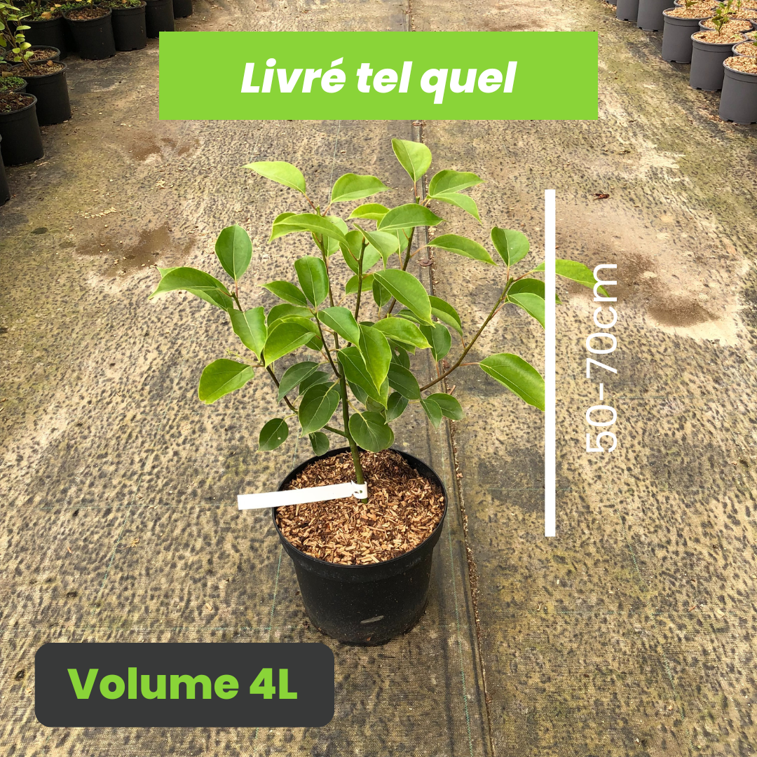 Cinnamomum Camphora - Camphrier - Volume 4L / 50-70cm