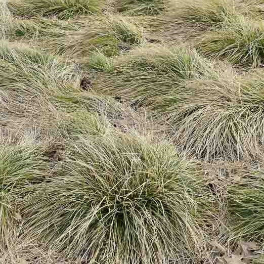Carex Comans Frosted Curls - Volume 2L / 20-30cm