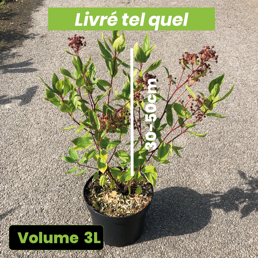 Ceanothus x Delilianus Gloire de Versailles - Ceanothus Delilianus - Volume 3L / 30-50cm