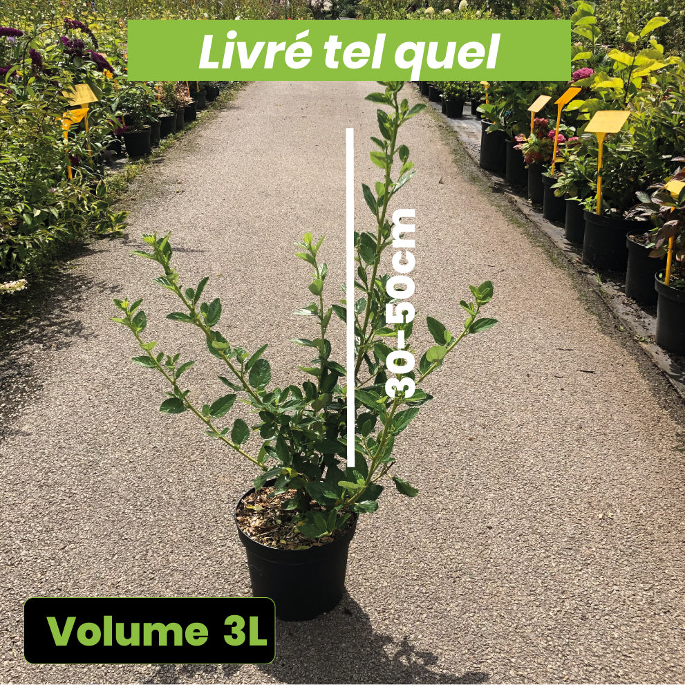 Ceanothus Arboreus Trewithen Blue - Volume 3L / 30-50cm