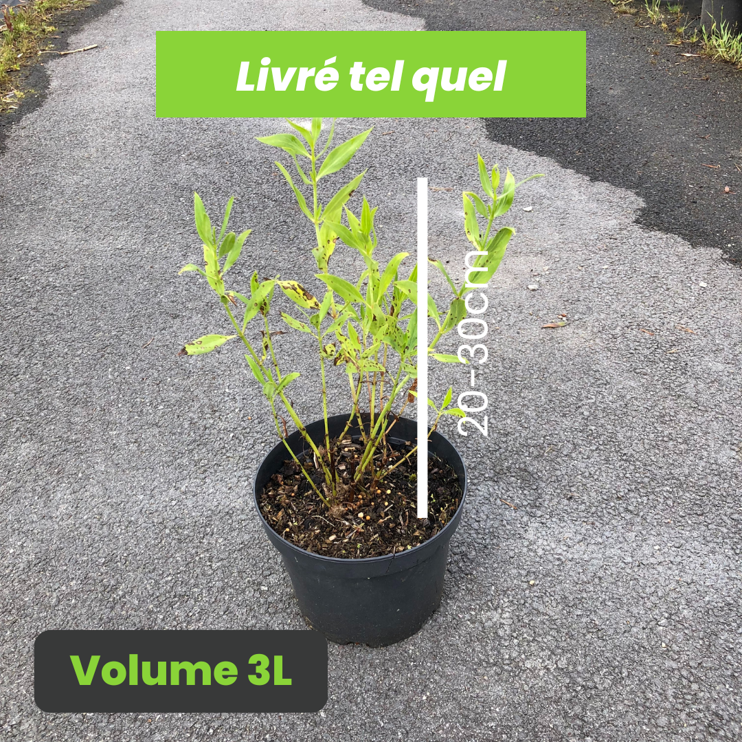 Centranthus ruber Coccineus - Valériane rouge - Volume 3L / 20-30cm