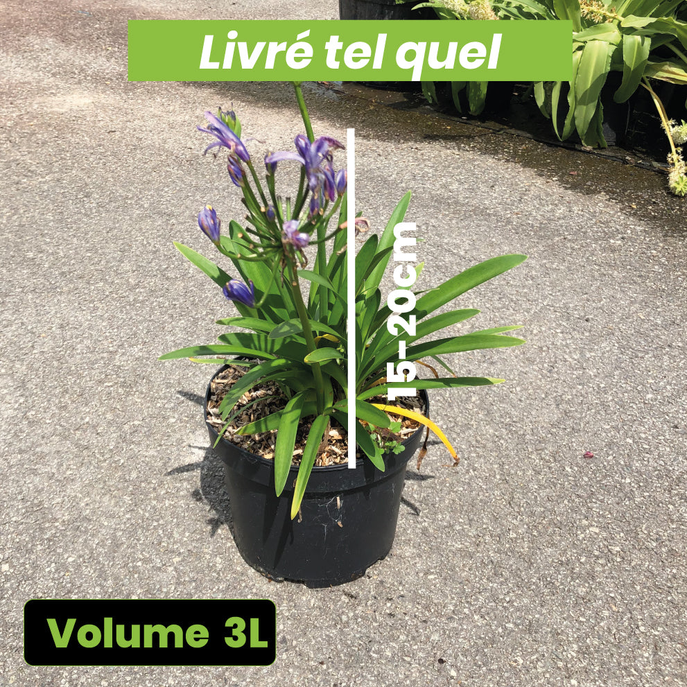 Agapanthus Charlotte - Volume 3L / 15-20cm