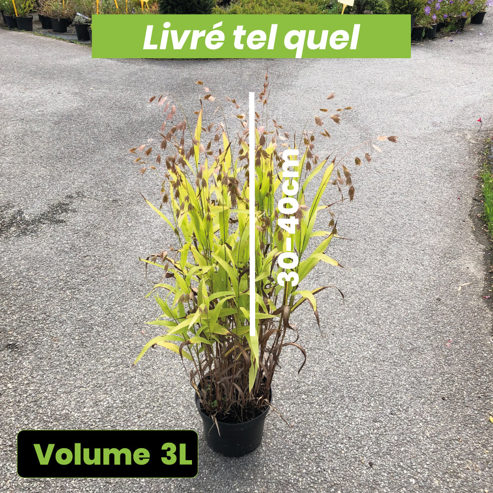 Chasmanthium Latifolium - Uniola Latifolia - Volume 3L / 30-40cm
