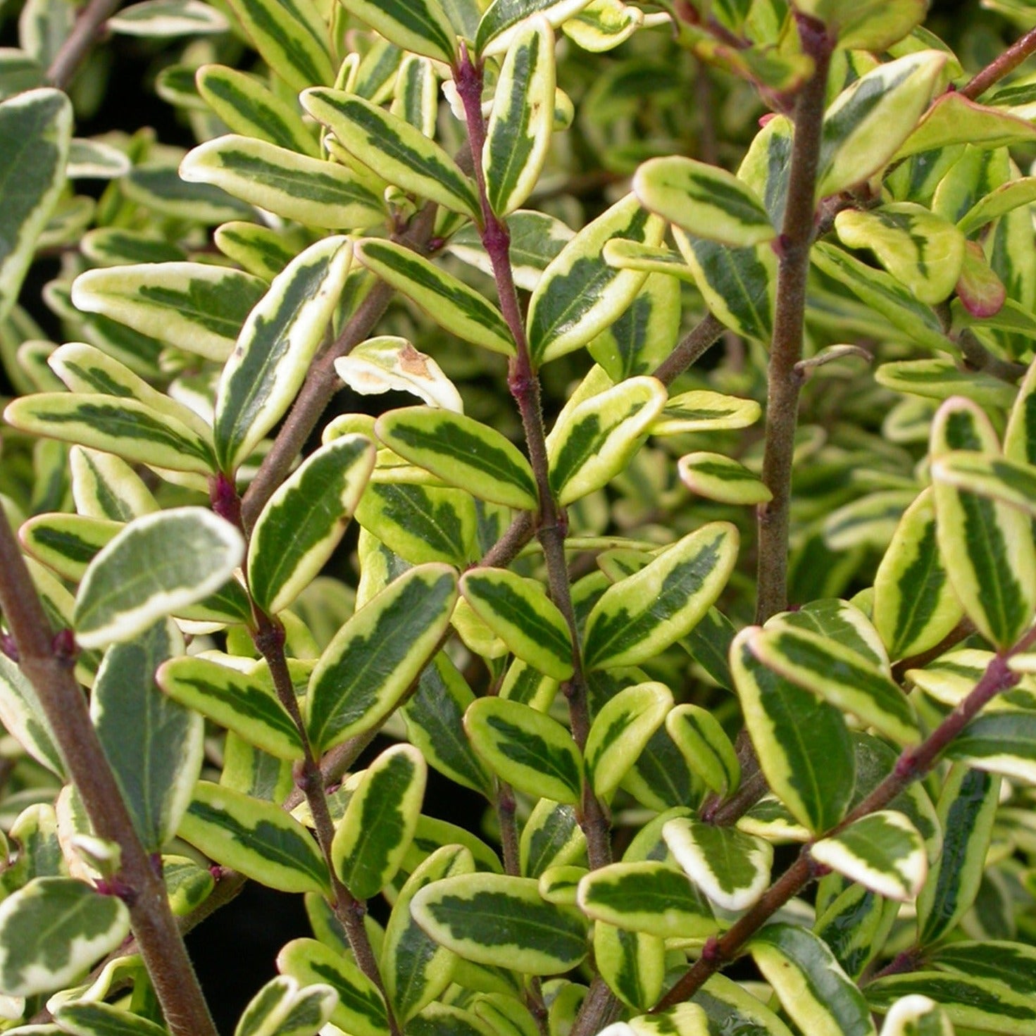 Lonicera Nitida 'Lemon Beauty' - Chèvrefeuille arbustif - Volume 3L / 30-40cm