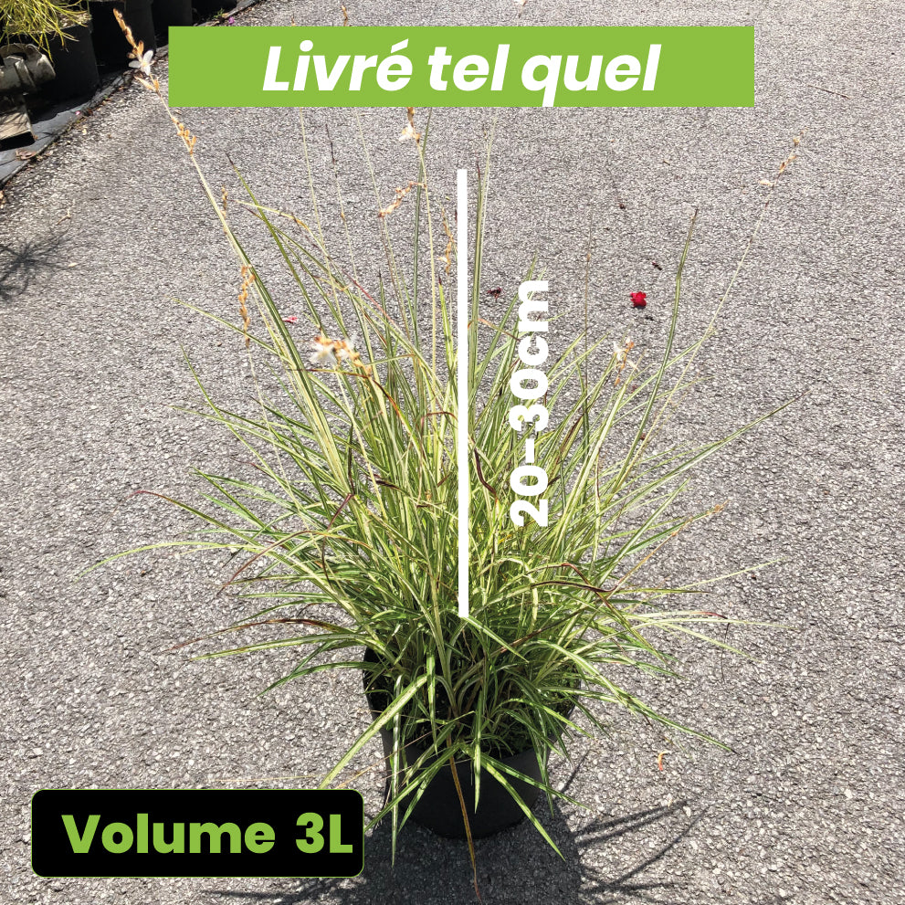 Chlorophytum Saundersiae Starlight - Chlorophytum Panaché - Volume 3L / 20-30cm