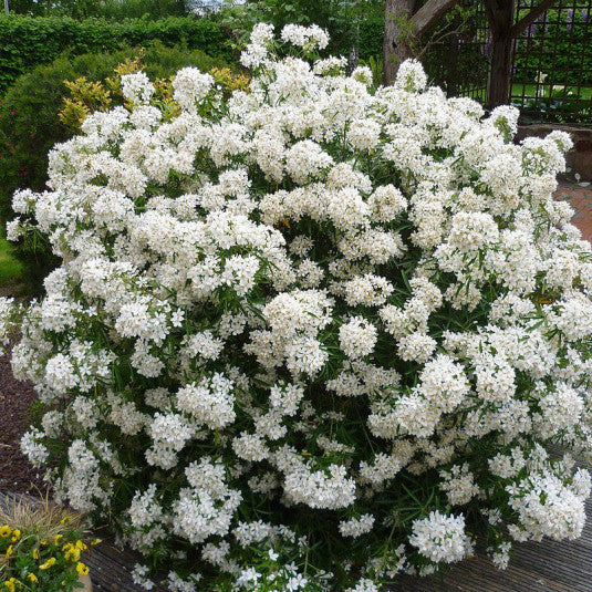 Choisya Aztec Pearl - Oranger du Mexique - Volume 3L / 30-40cm