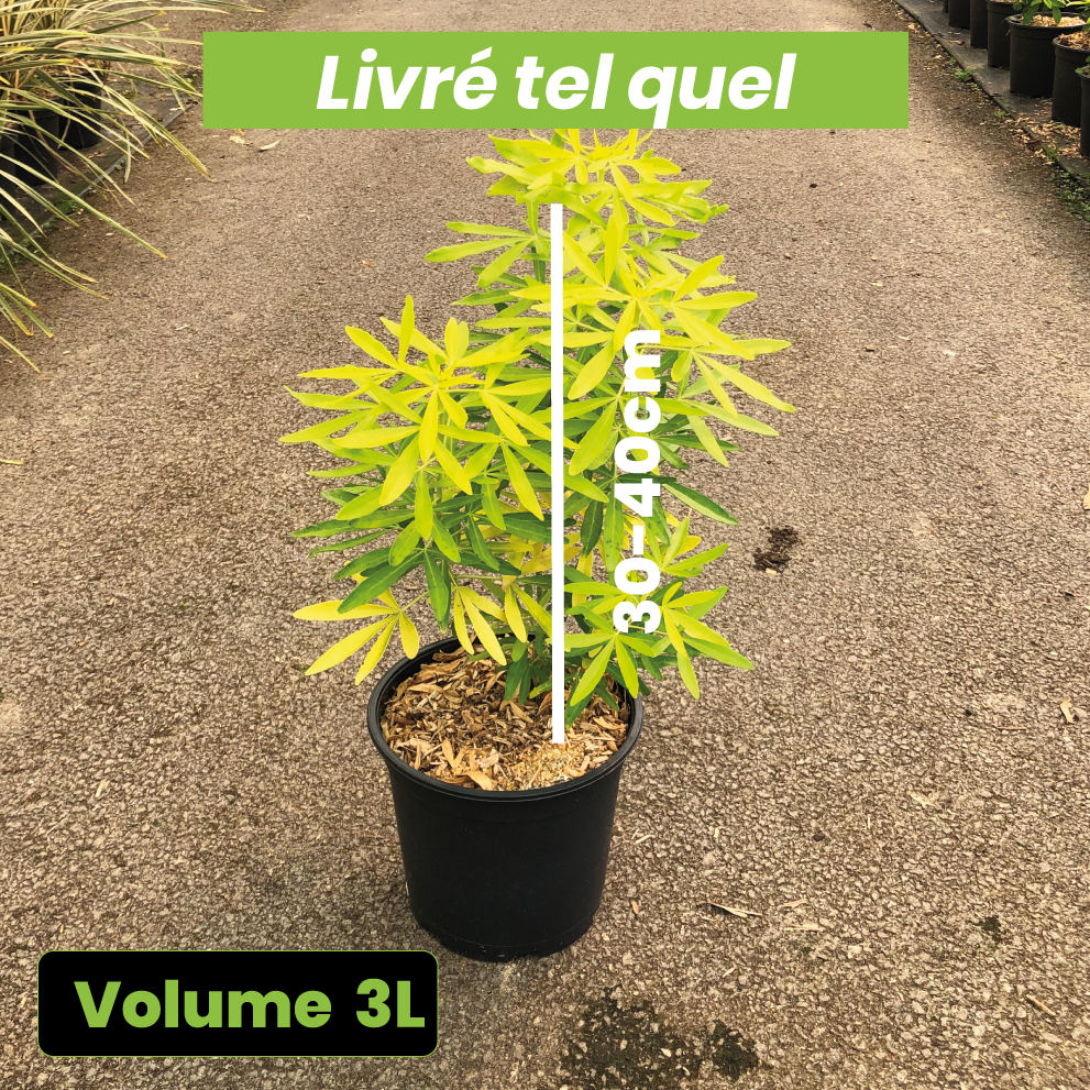 Choisya Ternata 'Gold Star' - Oranger du Mexique - Volume 3L / 30-40cm
