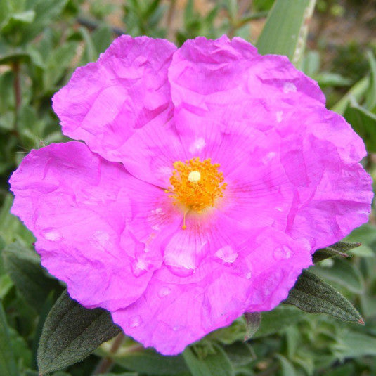Cistus Pulverulentus Sunset - Ciste Pulvérulent - Volume 3L / 30-40cm