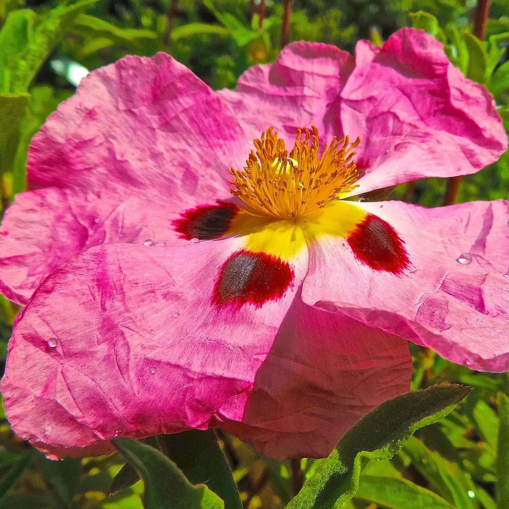 Cistus x Purpureus - Ciste pourpre - Volume 3L / 30-50cm