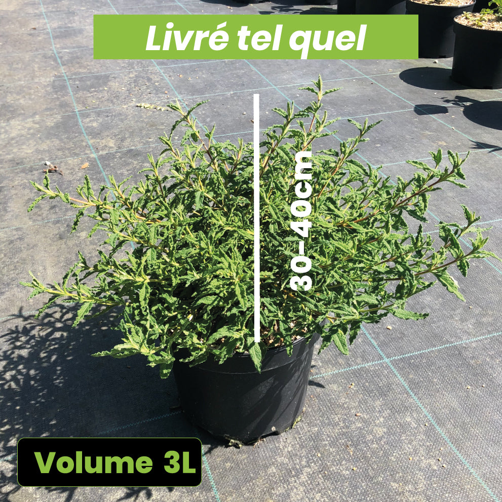 Cistus x Florentinus Repens - Ciste - Volume 3L / 30-40cm