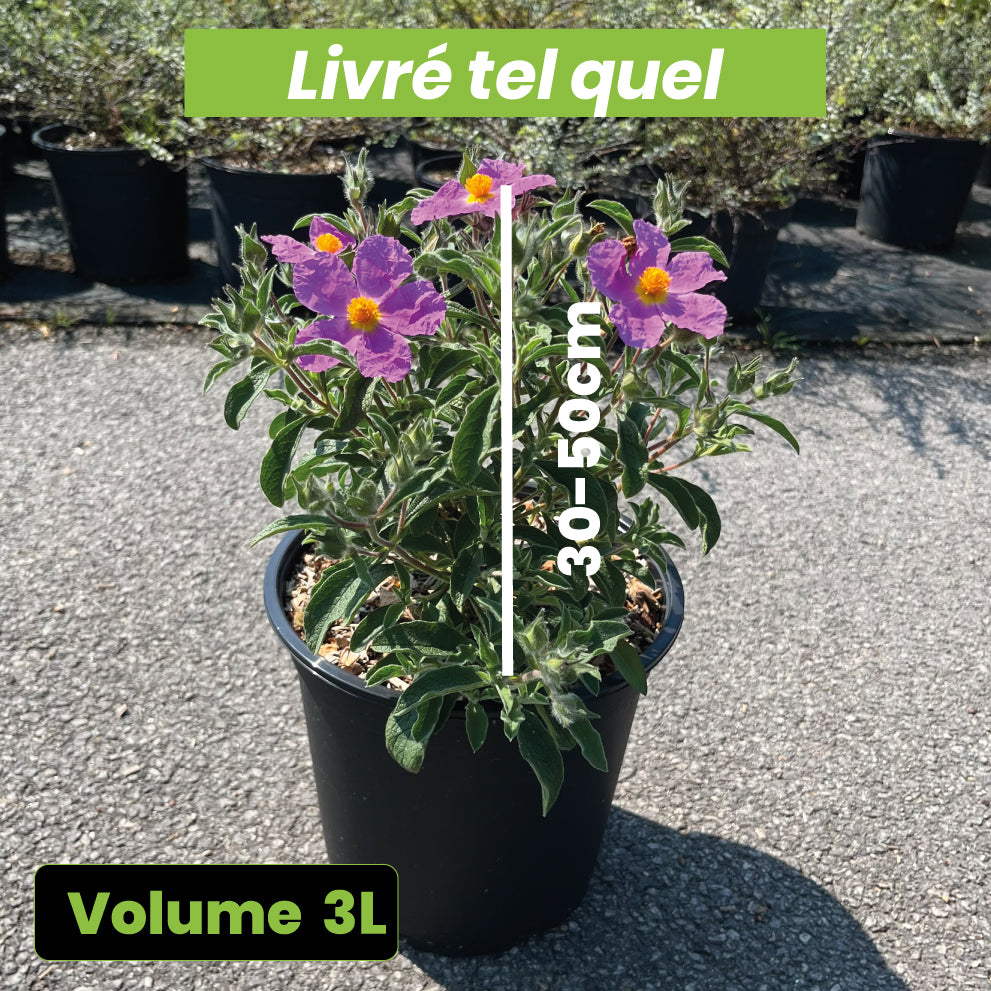 Cistus Violet - Rose du soleil "Peggy Sammons " - Volume 3L / 30-50cm