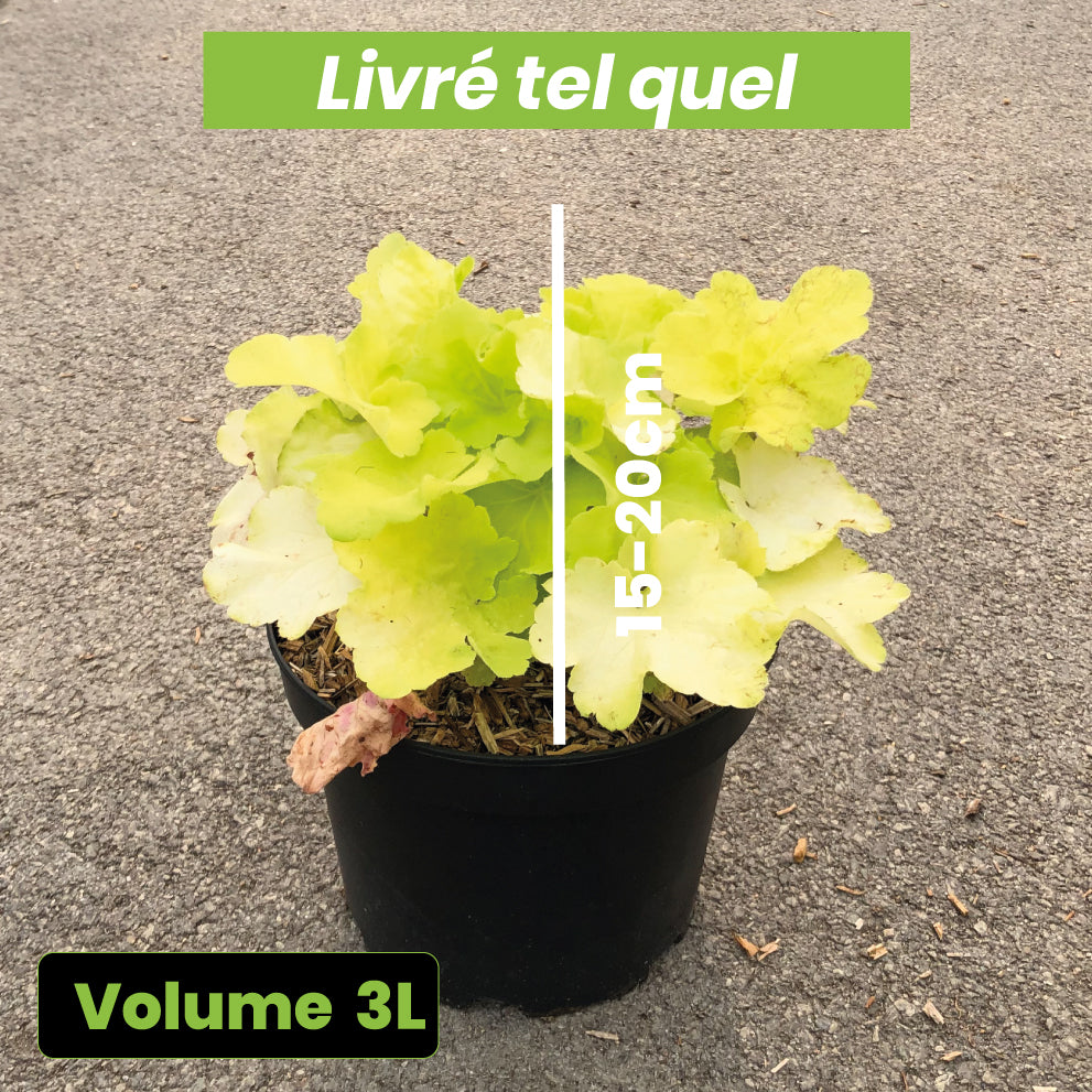 Heuchera Citronella - Heuchère Citronelle - Volume 3L / 15-20cm