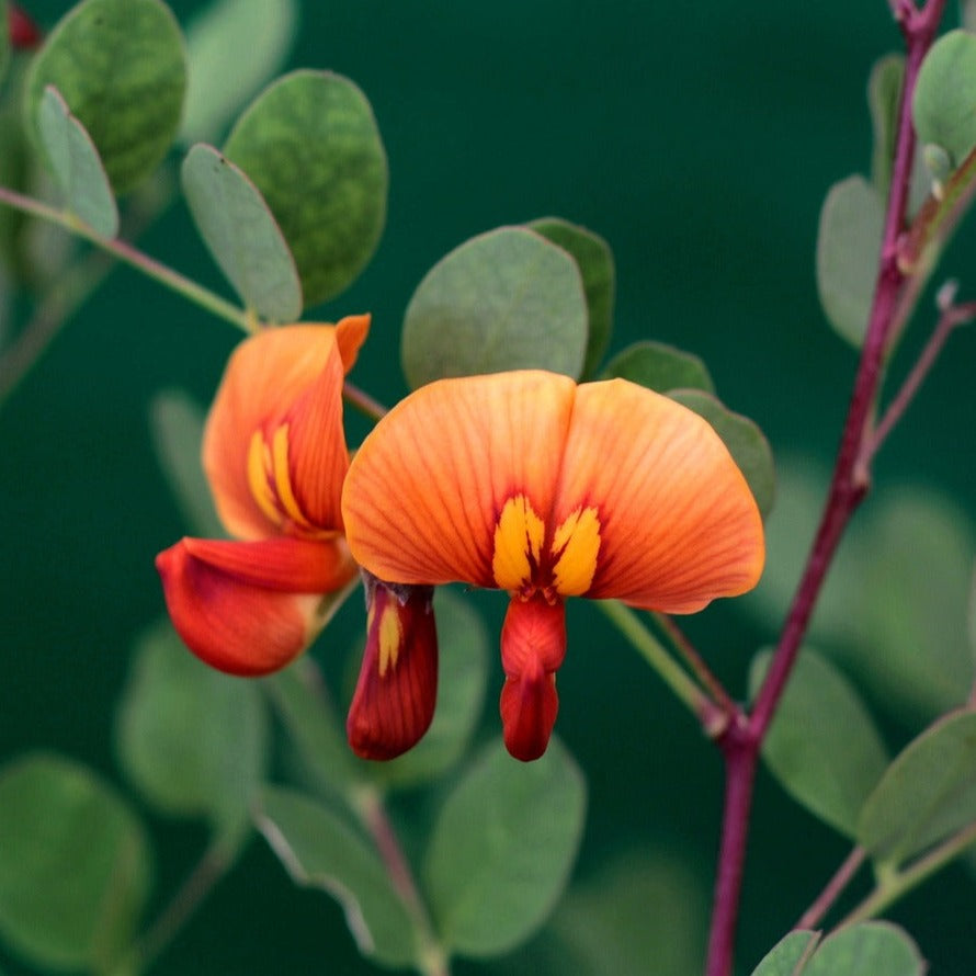 Colutea Media Copper Beauty - Arbre à vessies - Volume 3L / 30-50cm