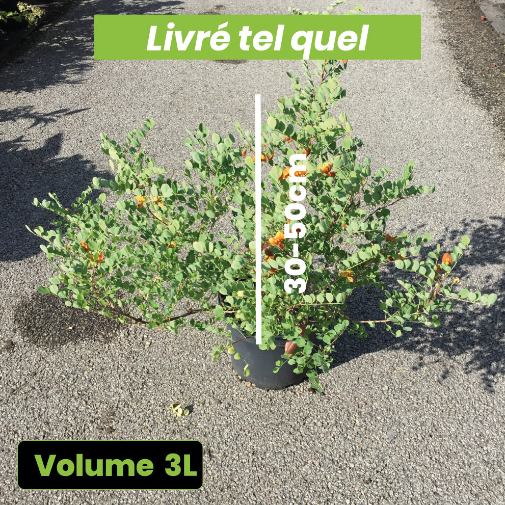 Colutea Media Copper Beauty - Arbre à vessies - Volume 3L / 30-50cm