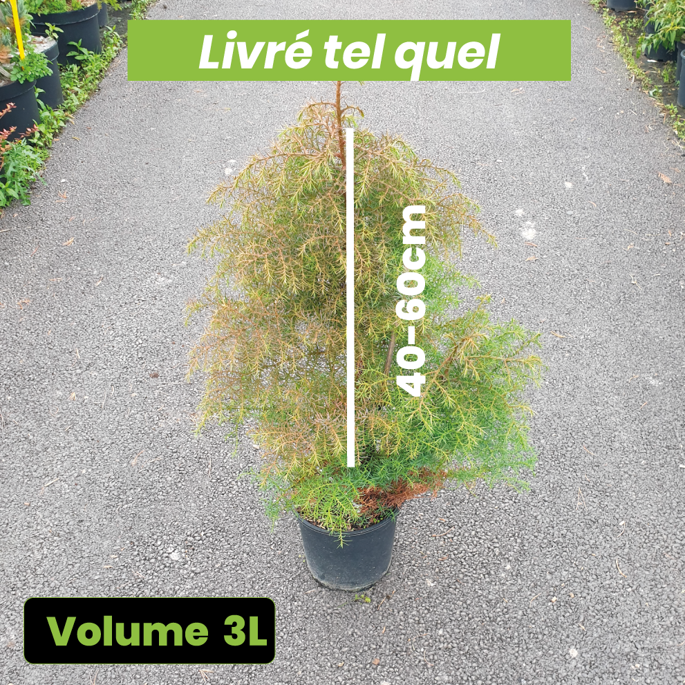 Cryptomeria japonica "elegans" - Volume 3L / 40-60cm