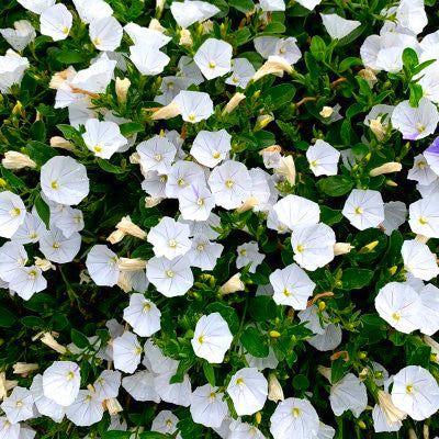 Convolvulus x New White Moon - Volume 3L / 20-30cm