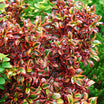 Coprosma Tequila Sunrise - Volume 3L / 30-40cm