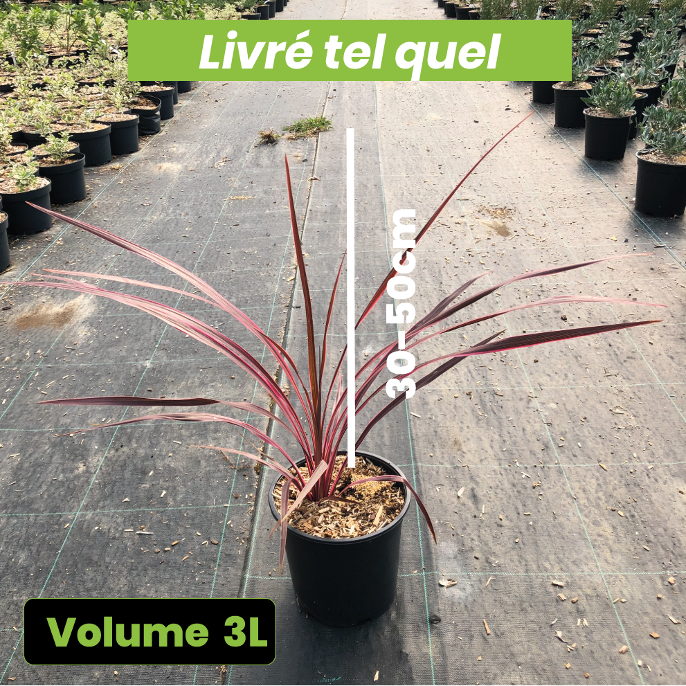 Cordyline Australis Cherry Sensation - Volume 3L / 30-50cm