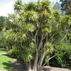 Cordyline australis - Volume 3L / 40-60cm