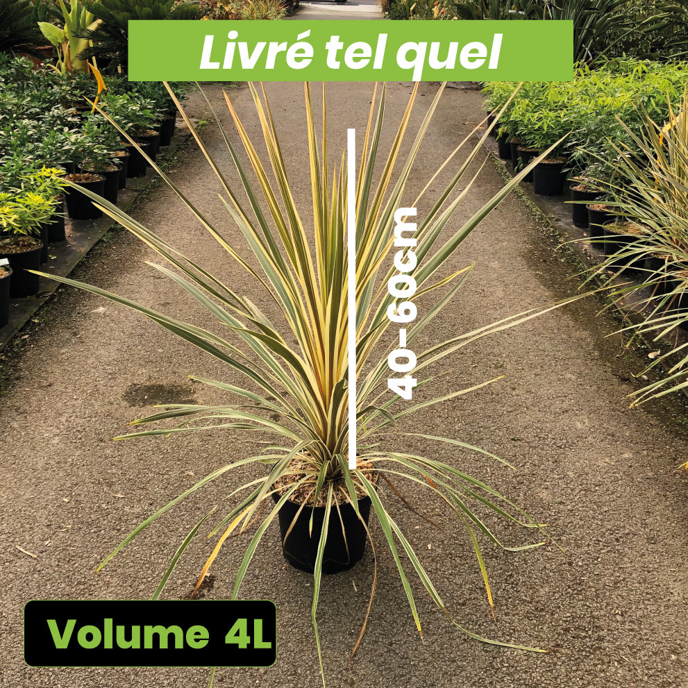 Cordyline Australis Torbay Dazzler - Volume 4L / 40-60cm