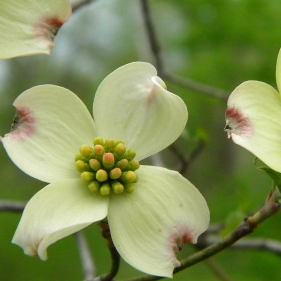 Cornus kousa Wieting's Select - Volume 4L / 30-50cm