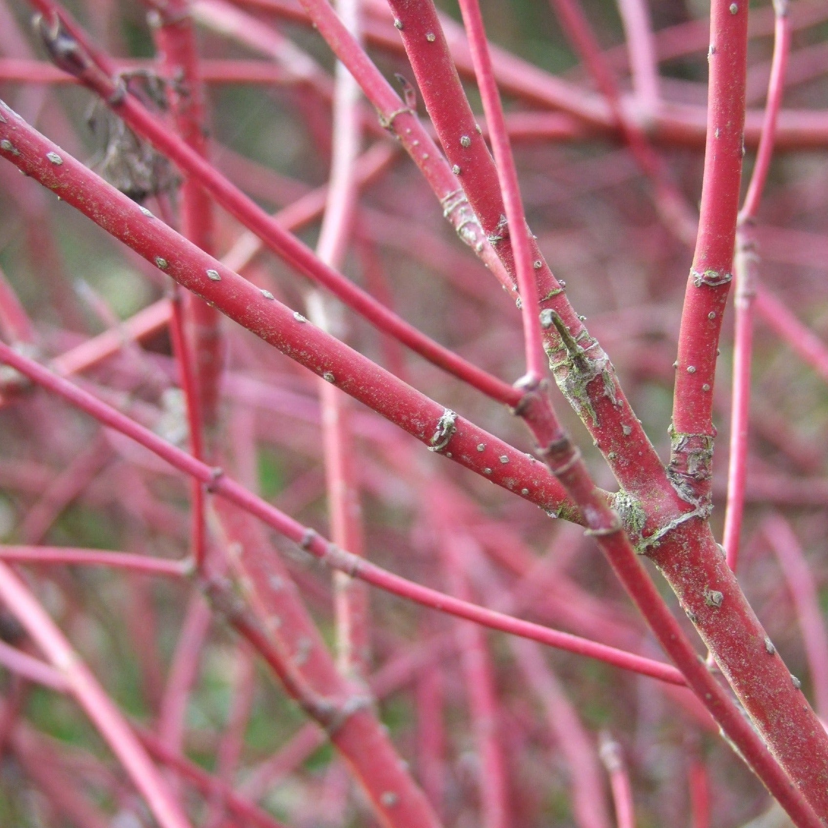 Cornus Alba 'Westonbirt' - Volume 3L / 40-60cm