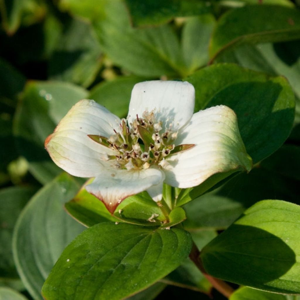 Cornus Canadensis - Cornouiller du Canada - Volume 3L / 15-20cm