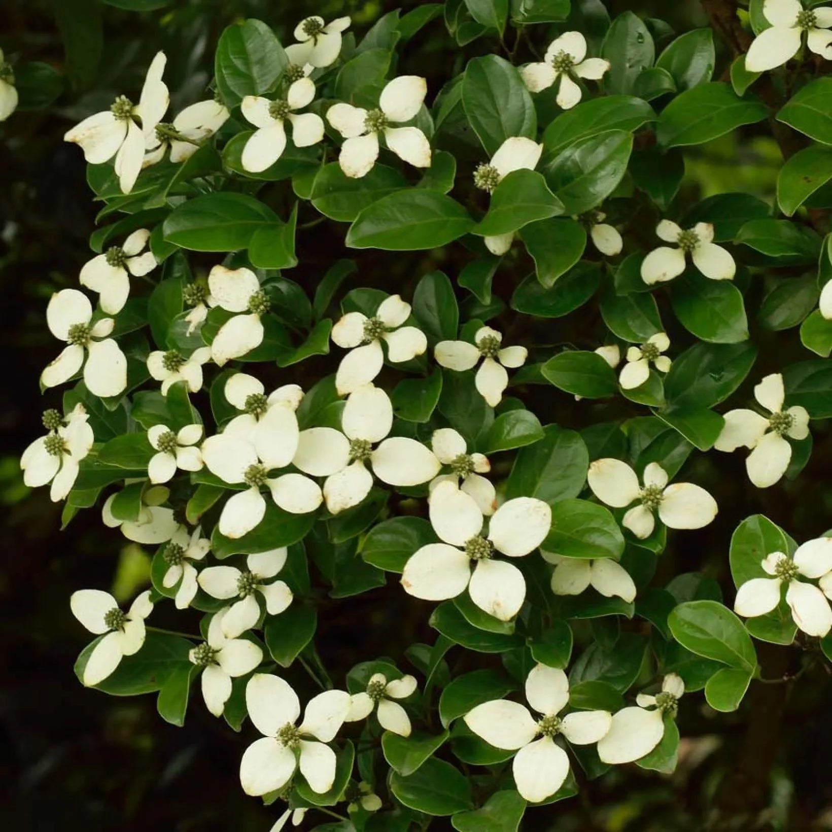 Cornus Hongkongensis - Volume 4L / 30-50cm