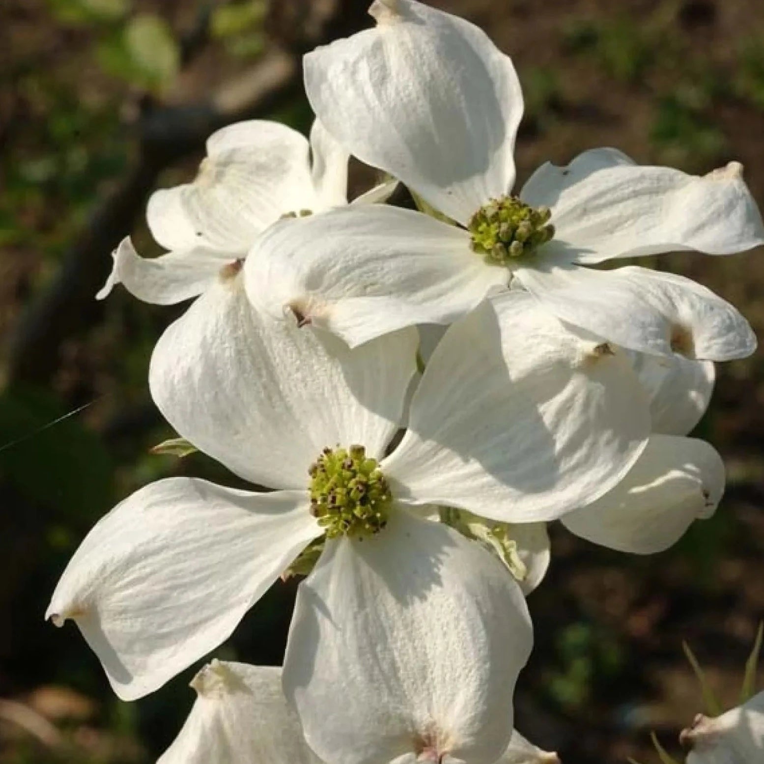 Cornus florida Cherokee Daybreak - Volume 4L / 30-50cm