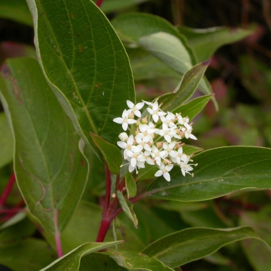 Cornus Stolonifera Kelseyi - Cornouiller stolonifère - Volume 3L / 20-30cm