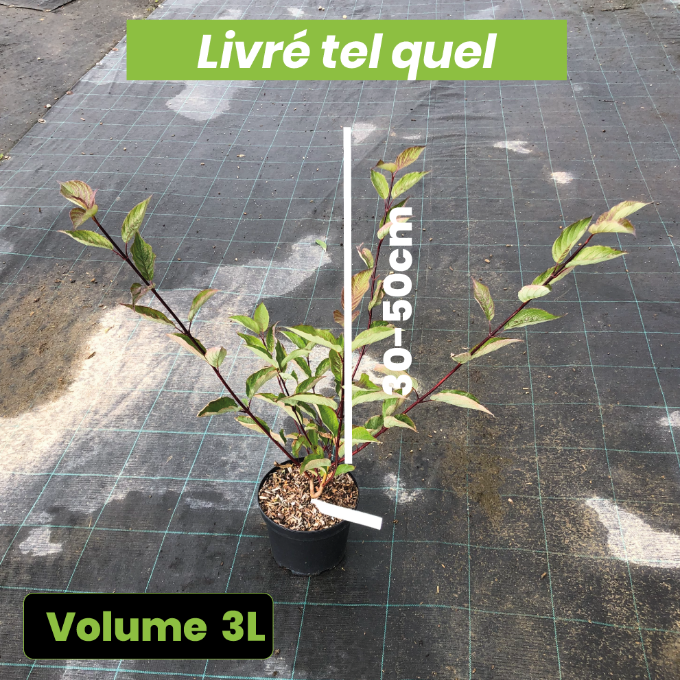 Cornus Alba Kesselringii Blanche - Cornouiller blanc à bois brun violacé - Volume 3L / 30-50cm