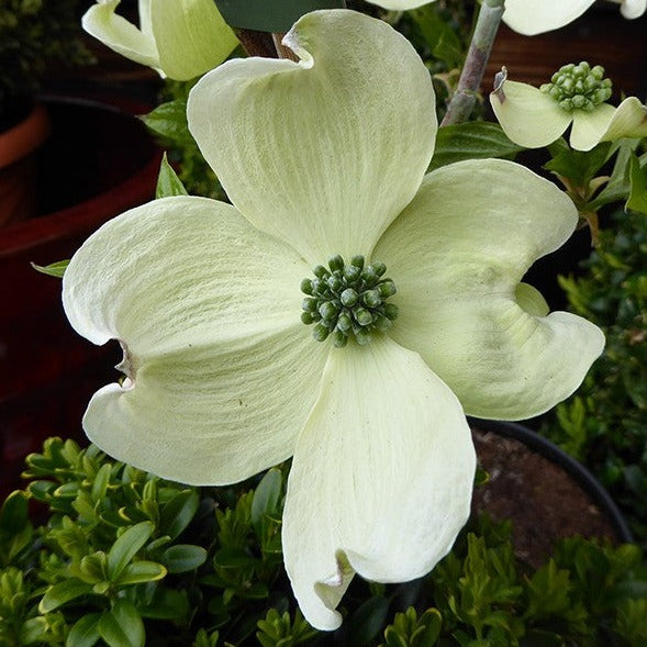 Cornus florida Cherokee Princess - Volume 4L / 30-50cm