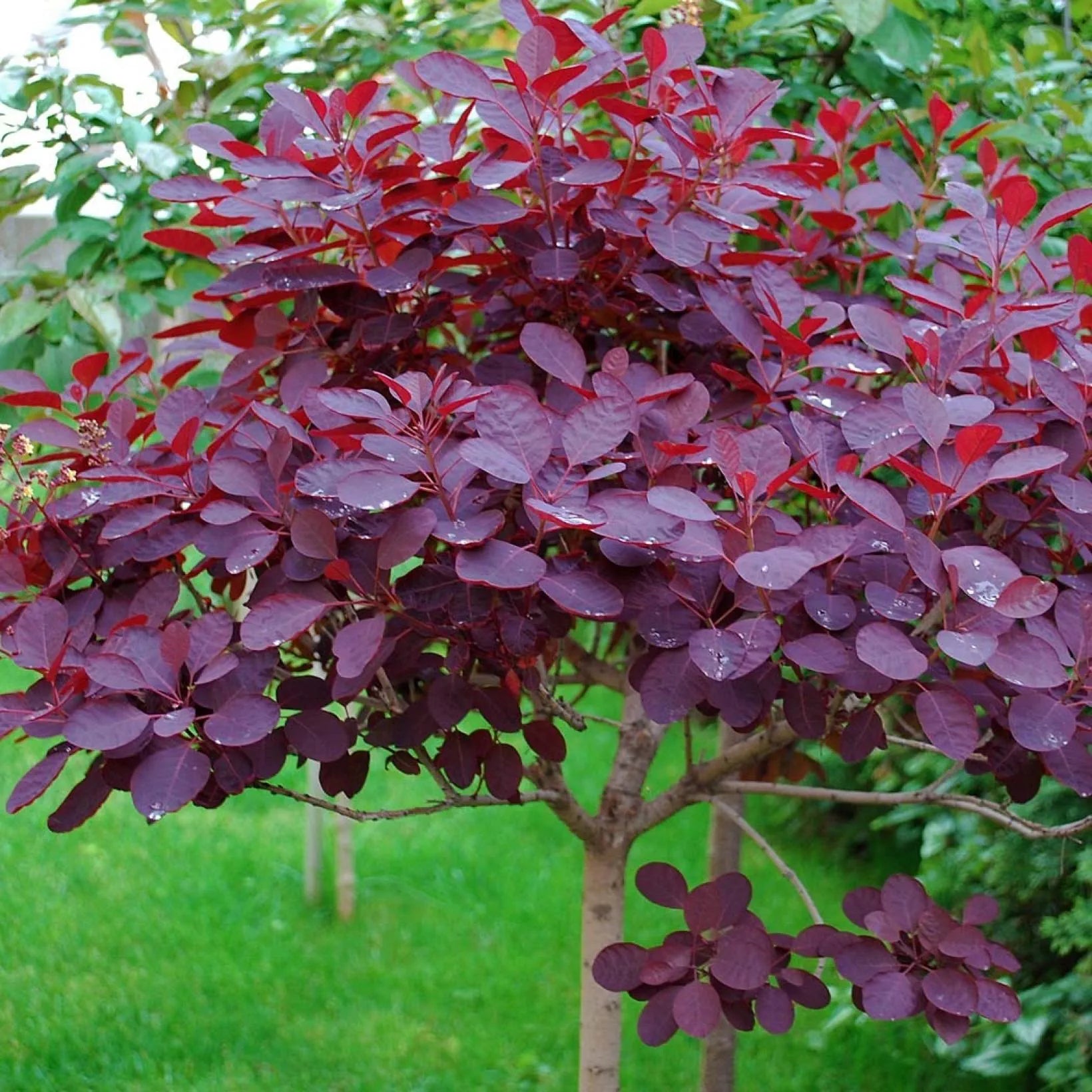 Cotinus Coggygria 'Royal Purple' - Arbre à perruque - Volume 3L / 30-40cm