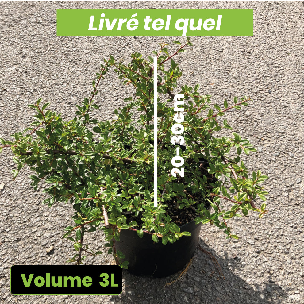 Cotoneaster Skogholm - Volume 3L / 20-30cm