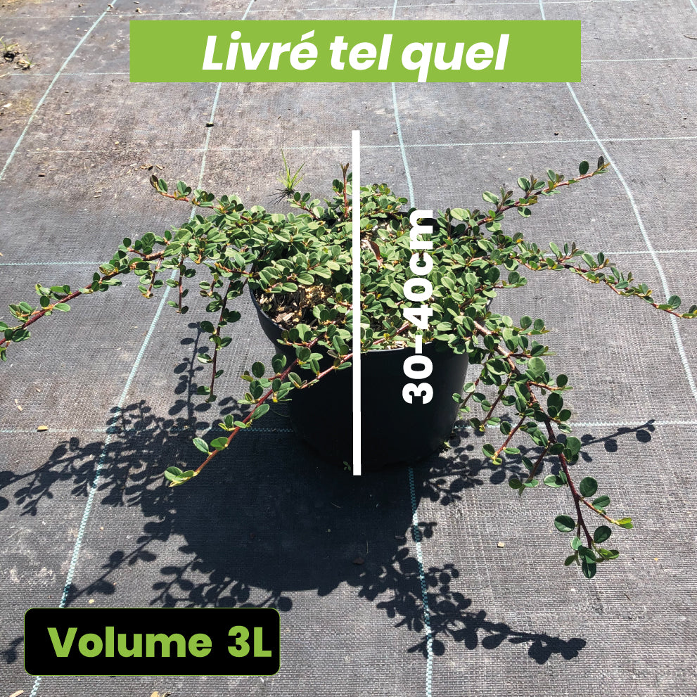 Cotoneaster Dammeri 'Royal Carpet' - Volume 3L / 30-40cm