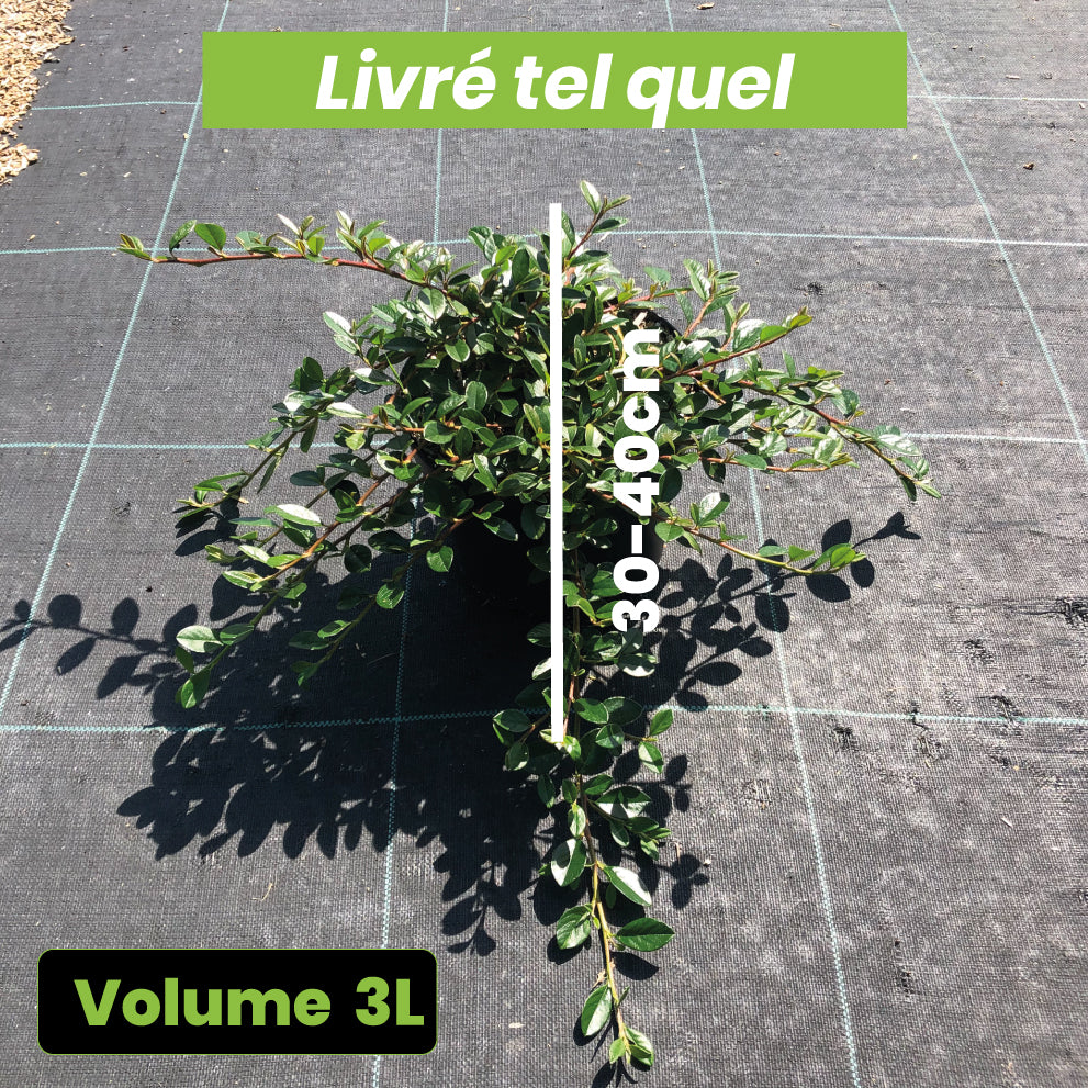 Cotoneaster Dammeri Major - Volume 3L / 30-40cm