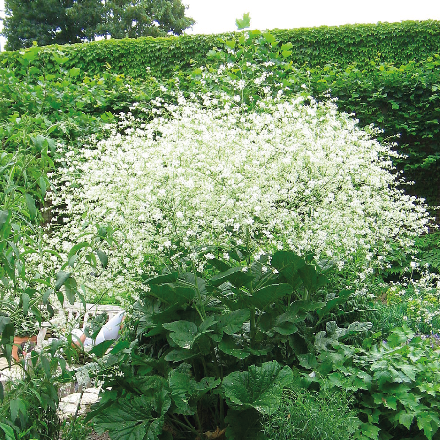 Crambe cordifolia