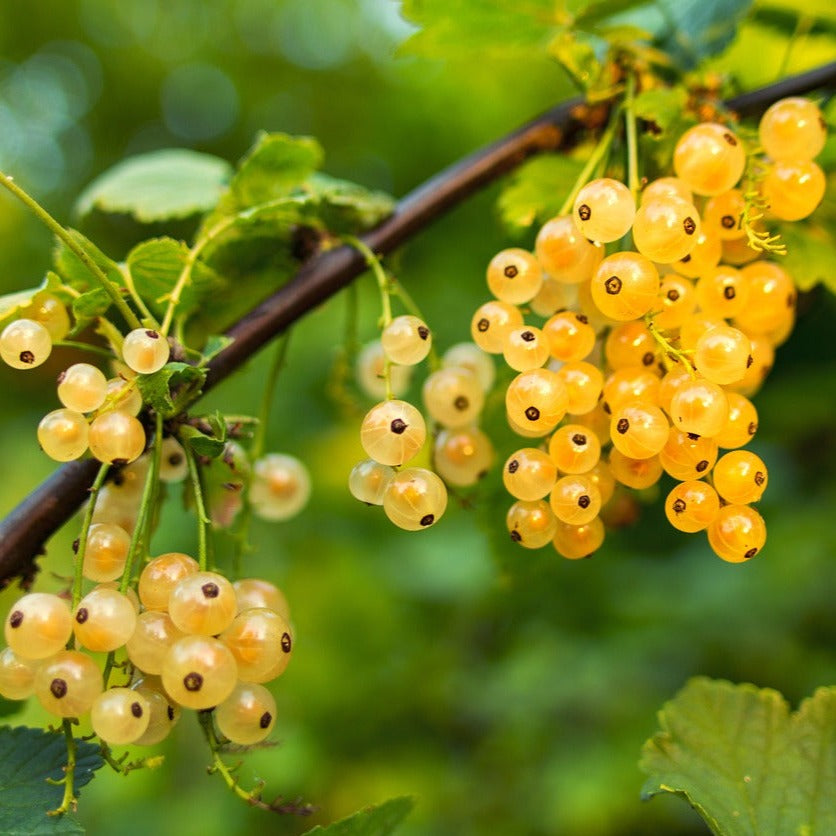 Ribes Rubrum Blanka - Groseillier à grappes blanches Blanka