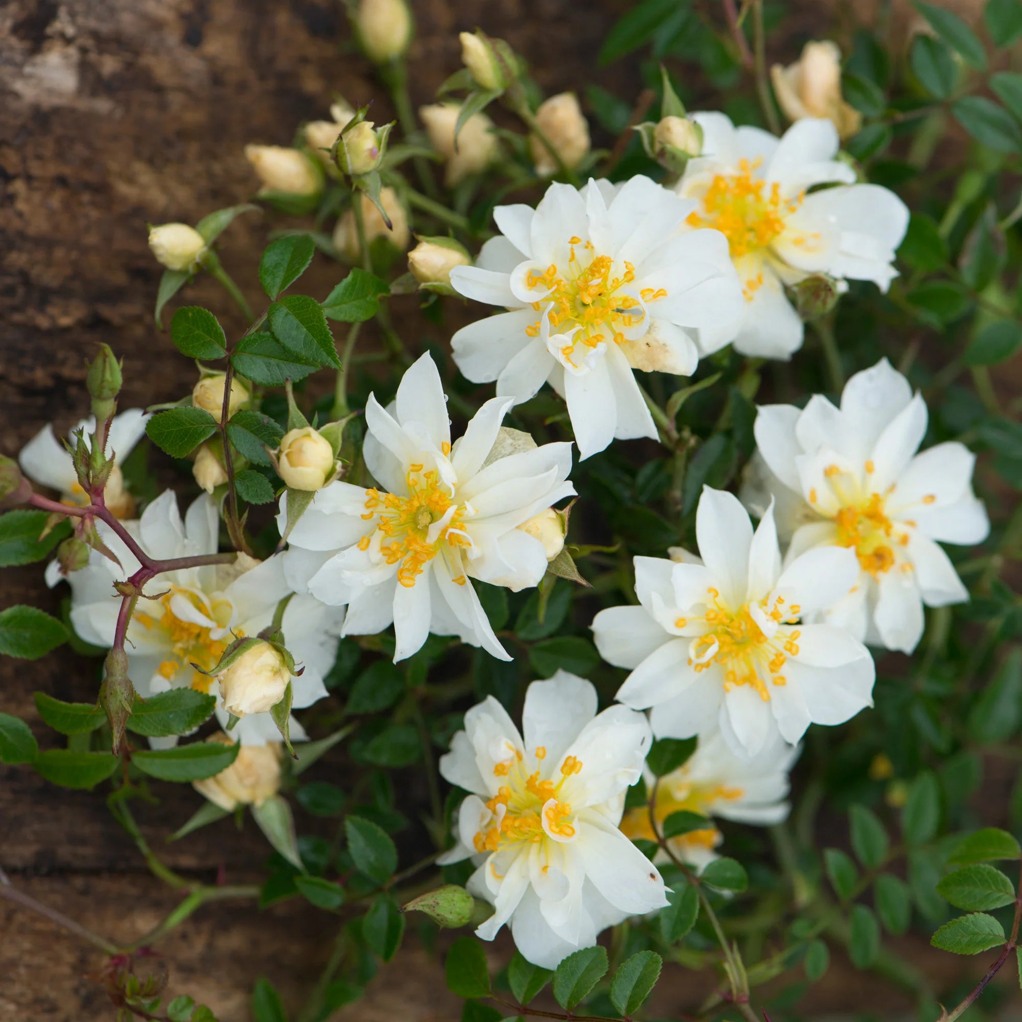 Rosa Snow Carpet - Volume 3L / 30-40cm