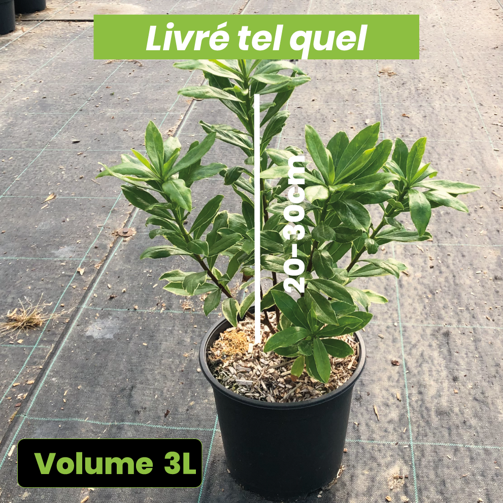 Daphne Odora Aureomarginata - Volume 3L / 20-30cm