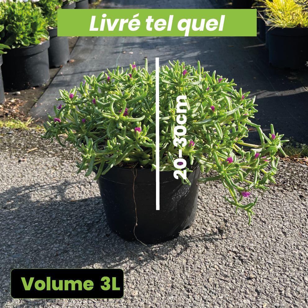 Delosperma Cooperi Violet Wonder - Volume 3L / 20-30cm