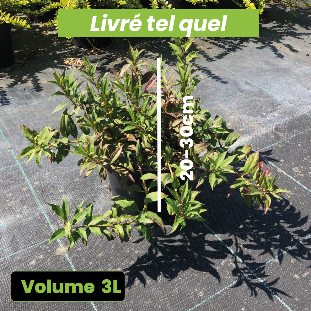 Deutzia crenata var. nakaiana 'Nikko' - Volume 3L / 20-30cm