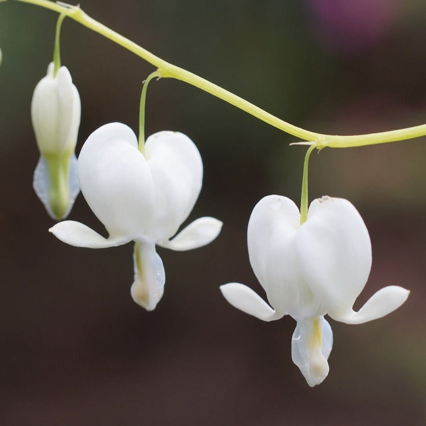 Dicentra Spectabilis Alba - Coeur de Marie blanc - Volume 3L / 20-30cm