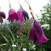 Dierama Blackberry Bells - Canne à pêche des anges - Volume 3L / 20-40cm