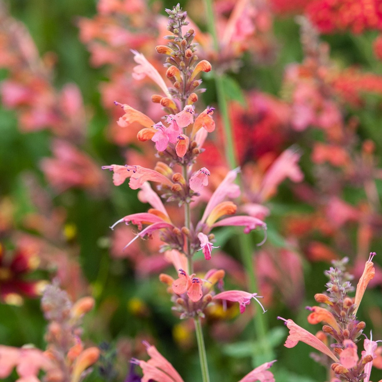 Agastache Tangerine Dreams - Volume 3L / 20-30cm